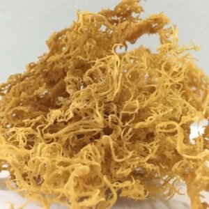 Bionove-seamoss-droog-vegan-biologische-organic-real-sea-moss-saint-lucia